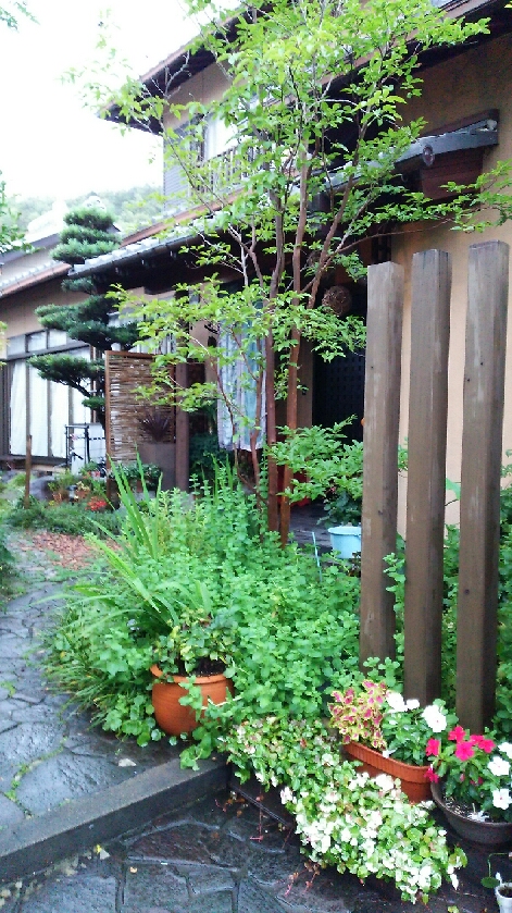 この木なんの木？　