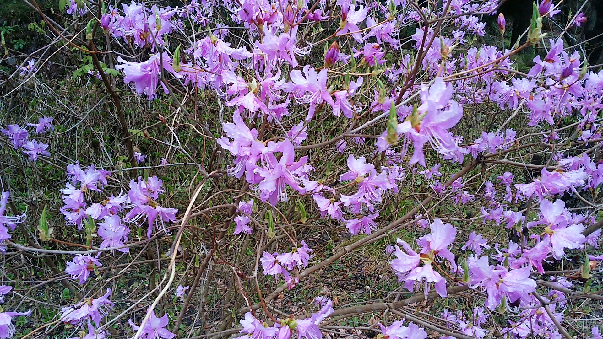 春爛漫